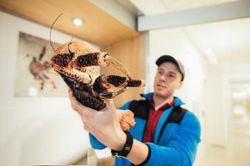 The largest terrestrial invertebrate is the coconut crab, and Assistant Professor Mark Laidre is one of the world’s leading researchers studying this species, thanks in part of the Burke Award he received.